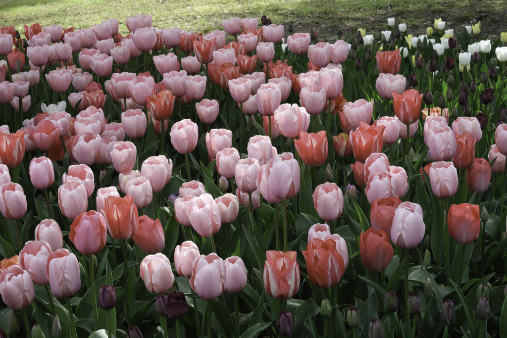 23 messer tulipano.jpg